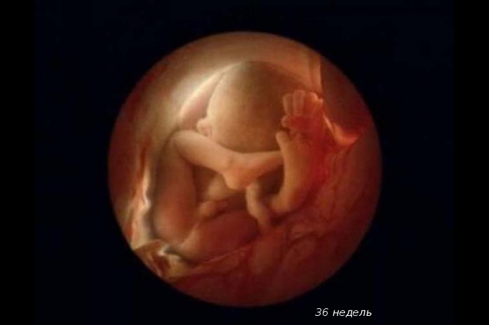 ravitie-ploda-po-nedelyam-pregnancy-18