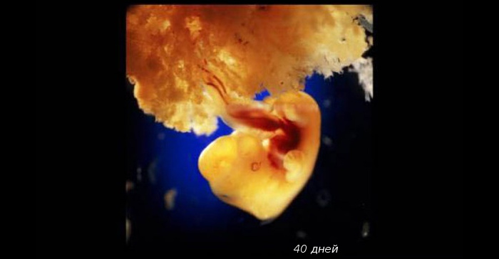 ravitie-ploda-po-nedelyam-pregnancy-19