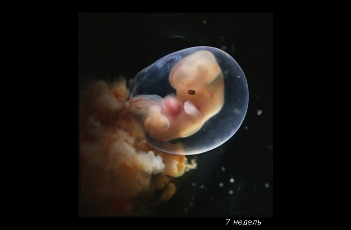 ravitie-ploda-po-nedelyam-pregnancy-4
