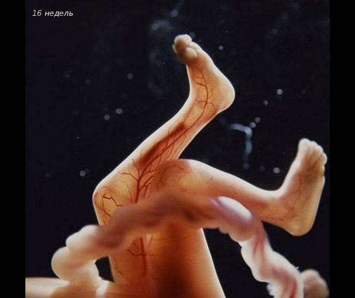 ravitie-ploda-po-nedelyam-pregnancy-9